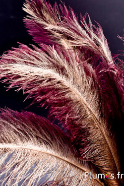 Struis met gouden schacht – 30-40 cm – natuurlijk grijs-bordeaux